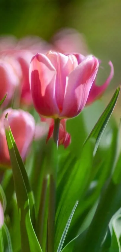 Close-up shot of pink tulips with green leaves.