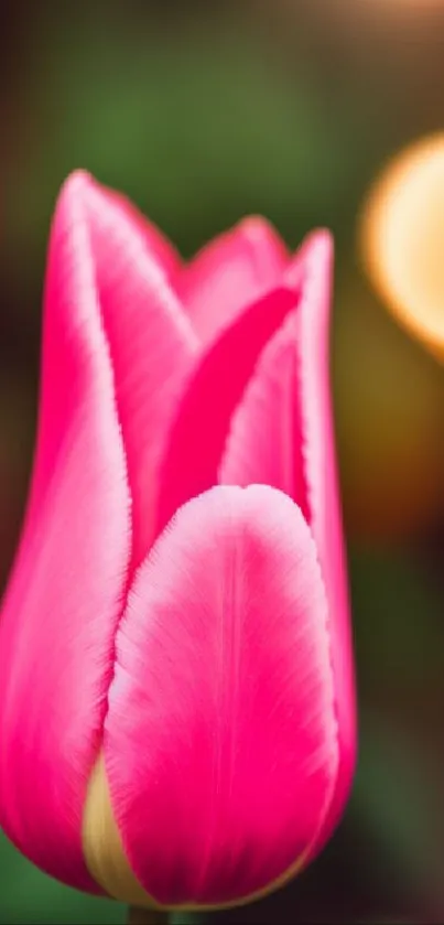 A vibrant pink tulip with blurred lights in the background.