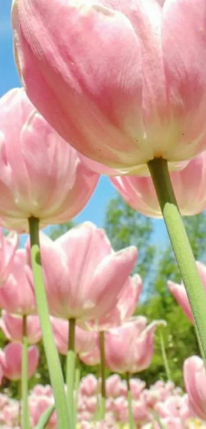 Close-up of vibrant pink tulips in a sunny field.