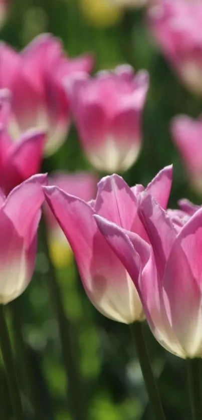 Close-up of vibrant pink tulips in a lush garden.