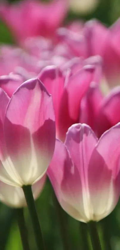 Pink tulip wallpaper with vibrant petals and soft white accents.