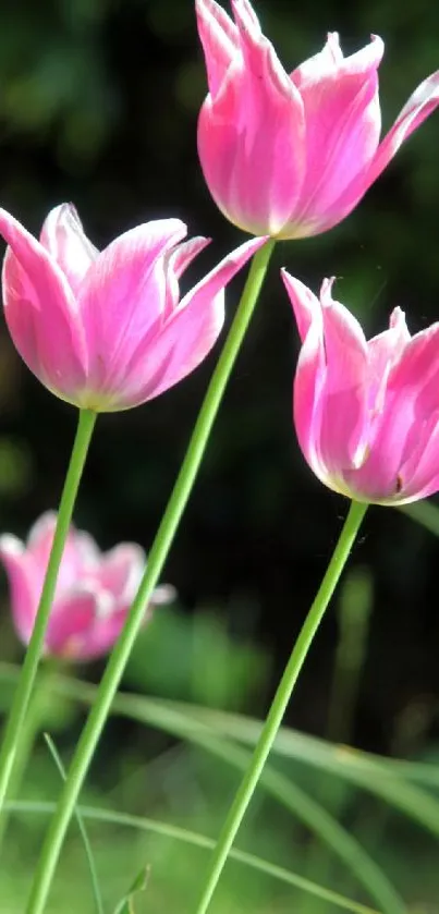 Vibrant pink tulips with green stems and leaves, set in a natural background.