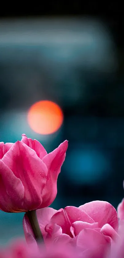 Mobile wallpaper of pink tulips with blurred urban bokeh.