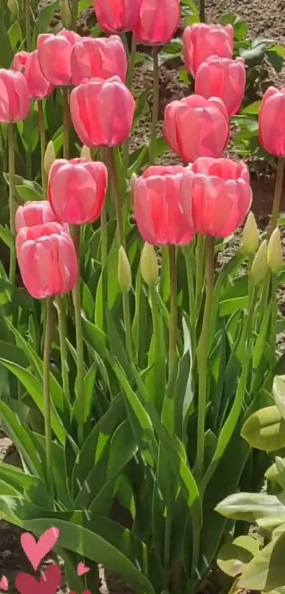 Vibrant pink tulips with lush green leaves in a garden setting.