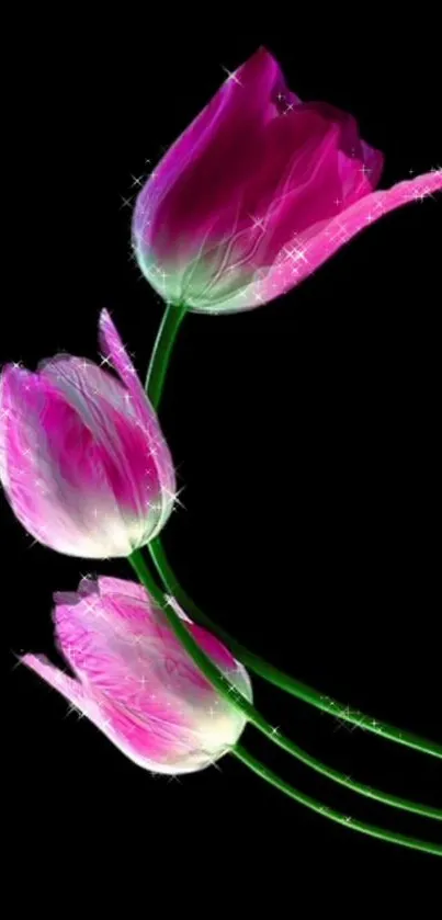 Three vibrant pink tulips on a sleek black background.