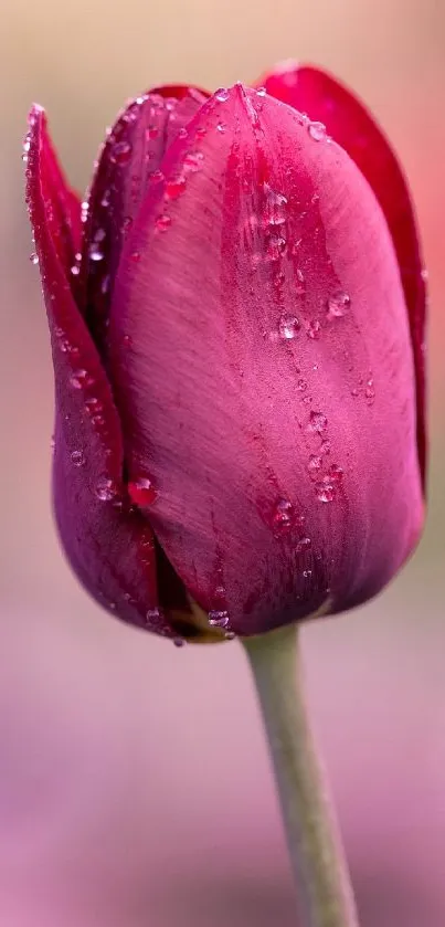 Close-up of a vibrant pink tulip with dew drops on petals.