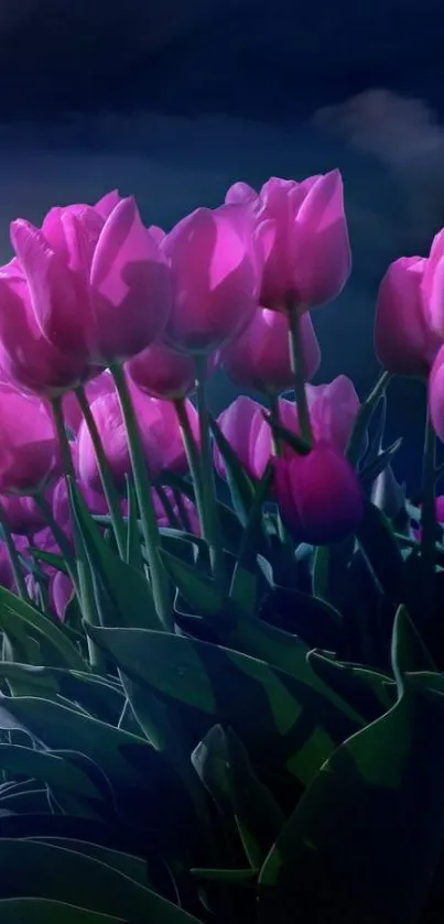 Pink tulips illuminated under a night sky.