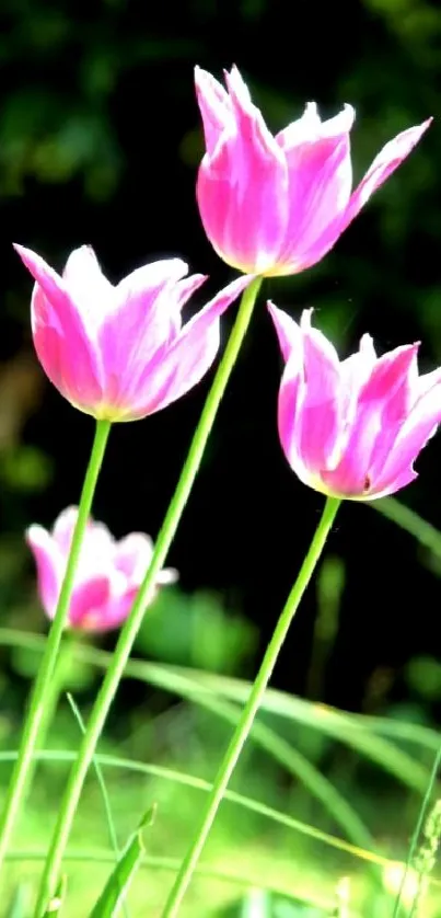 Pink tulips blooming with lush green background.