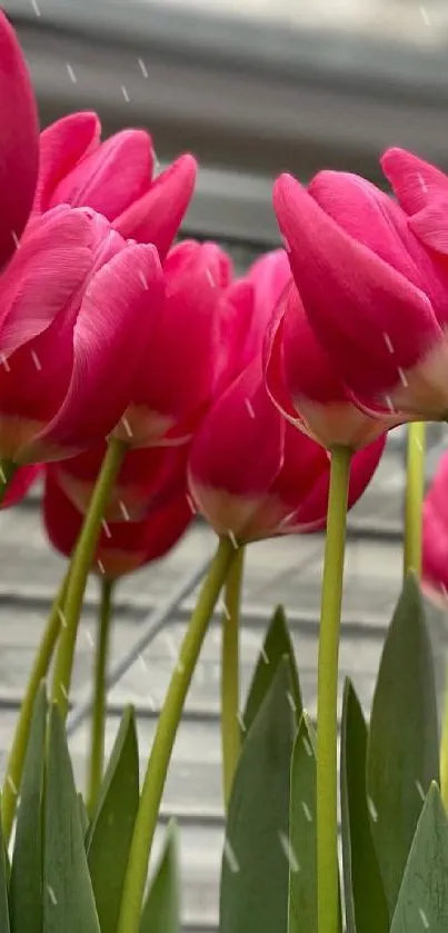 Vibrant pink tulips with green stems in a greenhouse setting.