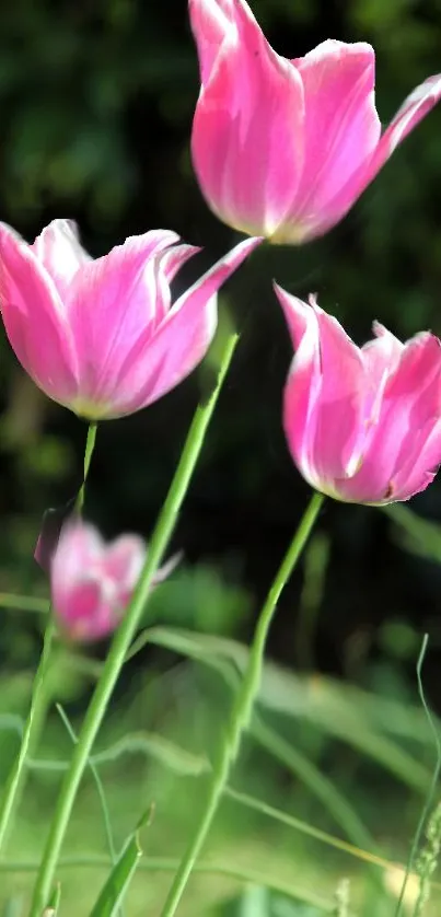 Vibrant pink tulips with green leaves background.