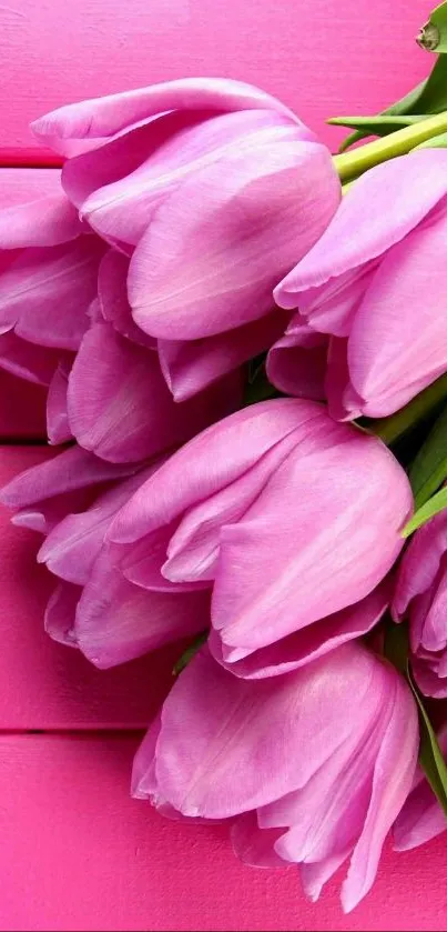 Bright pink tulips on pink wooden background.