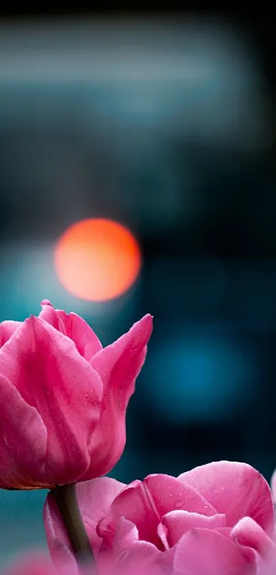 Vibrant pink tulips with bokeh background and orange light.