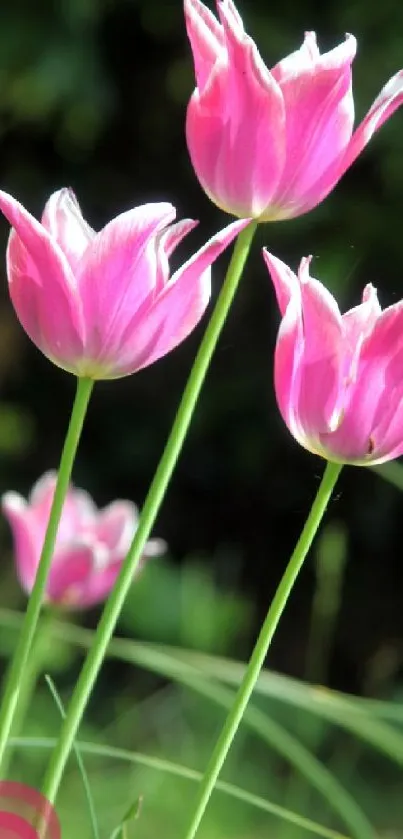 Vibrant pink tulips with green stems and a blurred green background.