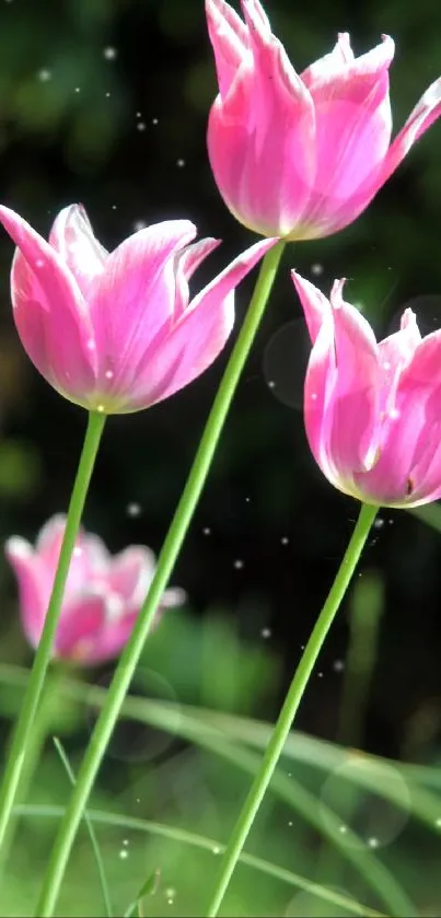 Vibrant pink tulips in a lush garden setting with sunlit petals.