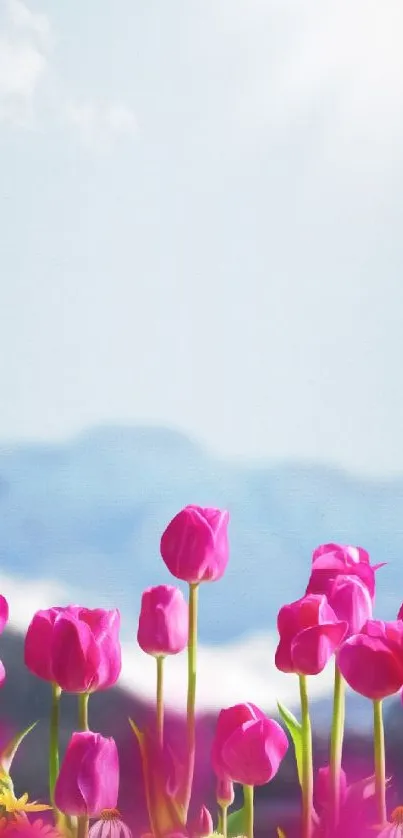 Pink tulips with mountains in the background under a clear sky.