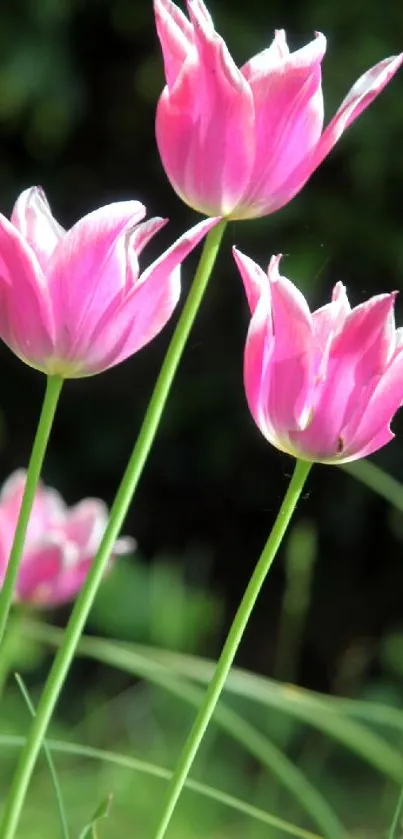 Three vibrant pink tulips with green stems against a dark background.