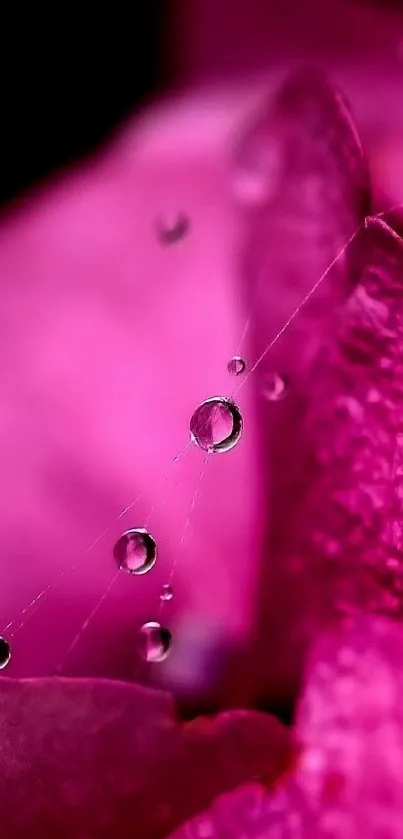 Close-up of pink petals with water droplets.