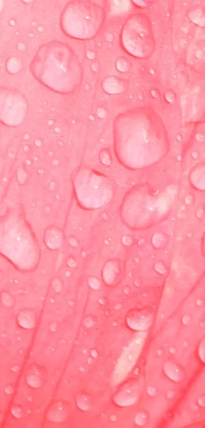 Mobile wallpaper featuring pink water droplets with an artistic touch.