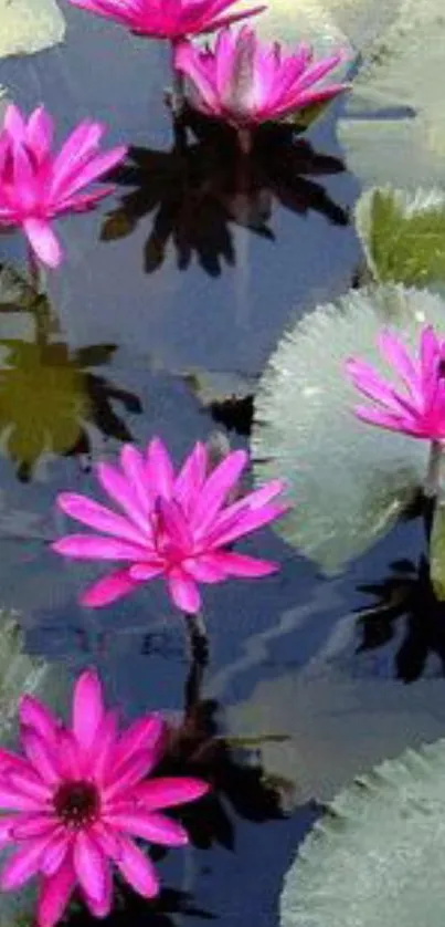 Vibrant pink water lilies on a pond create a serene mobile wallpaper.