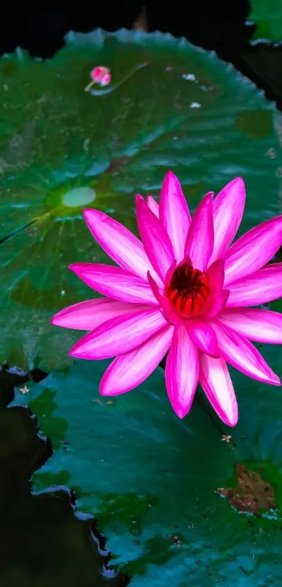 Vibrant pink water lily resting on green lily pads.