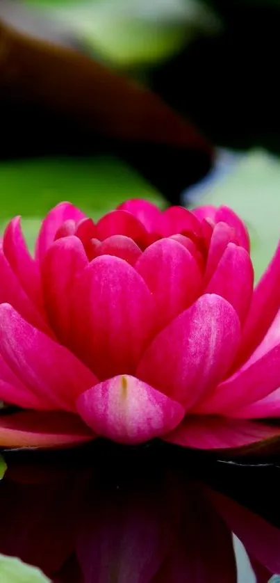 A vibrant pink water lily on a serene pond with lush green leaves.