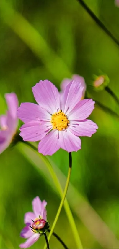 Pink wildflowers on a lush green background.