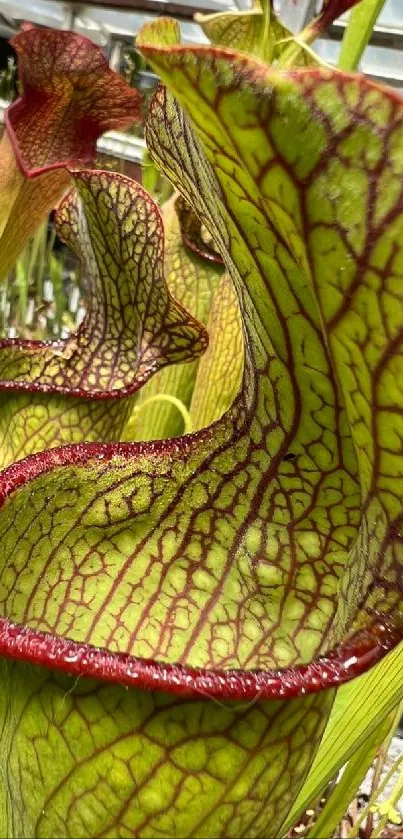 Close-up of green pitcher plants with red edges in a greenhouse setting.