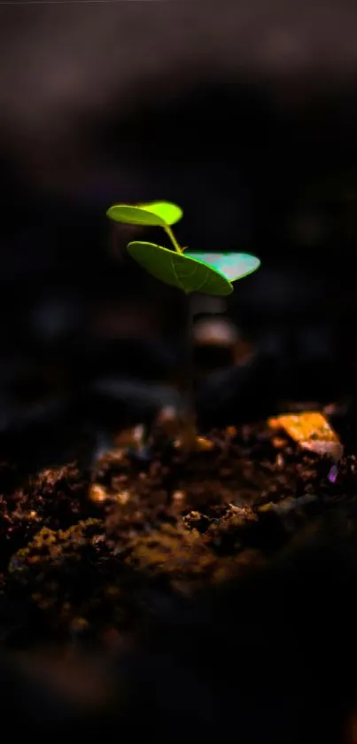 Vibrant green plant sprouting from dark, rich soil background.