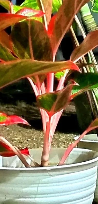 Vibrant plant in pot with green and red leaves.