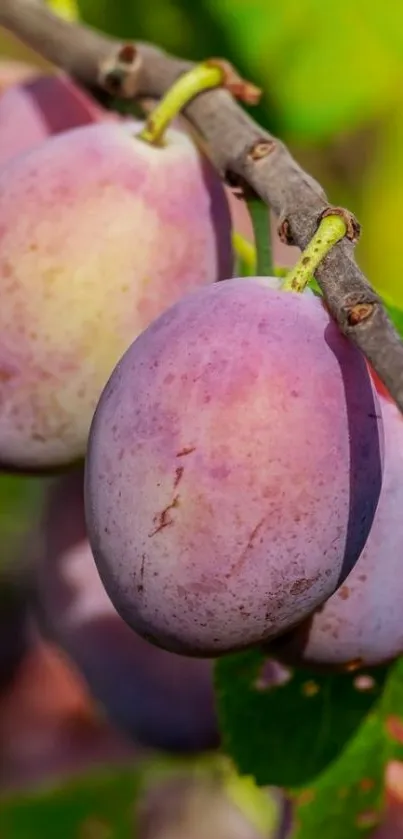 Vibrant closeup of purple plums on a branch with green leaves.