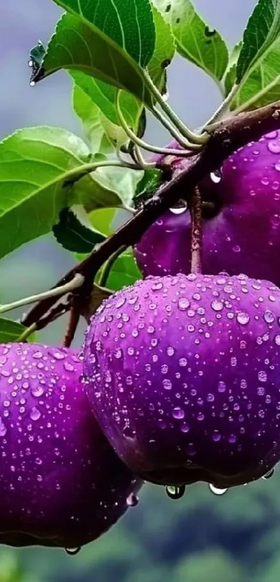 Purple plums on a leafy branch with dew drops, vibrant nature scene.