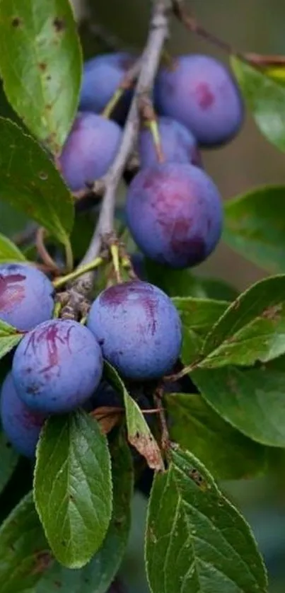 Close-up of plums on a lush green tree branch.