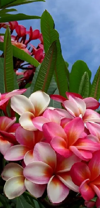 Vibrant pink and white Plumeria flowers with green leaves under a clear blue sky.