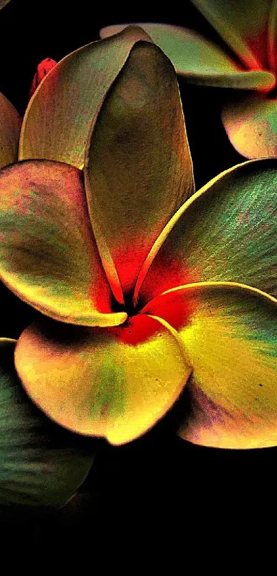 Vibrant plumeria flowers with colorful petals against a dark background.