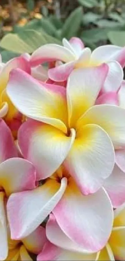 Vibrant plumeria flowers with pink edges and lush green leaves.