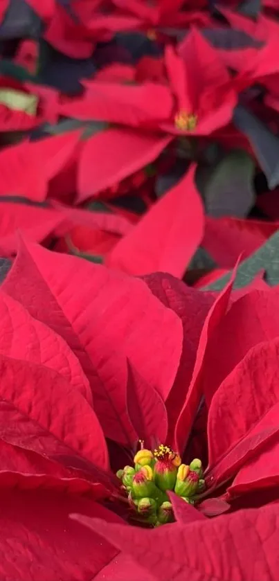 Close-up of vibrant red poinsettia blooms for mobile wallpaper.