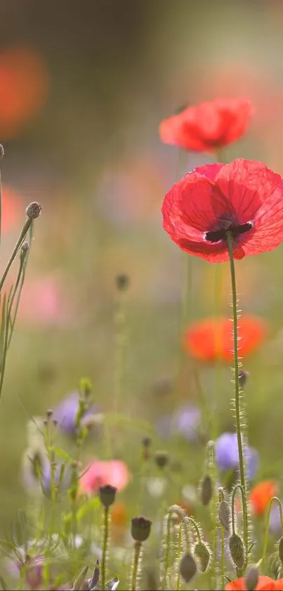 Beautiful red poppies blooming in a field against a soft-focus background.