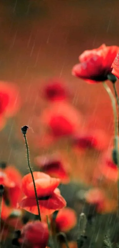 Orange poppies in the rain, creating a vibrant and peaceful wallpaper.