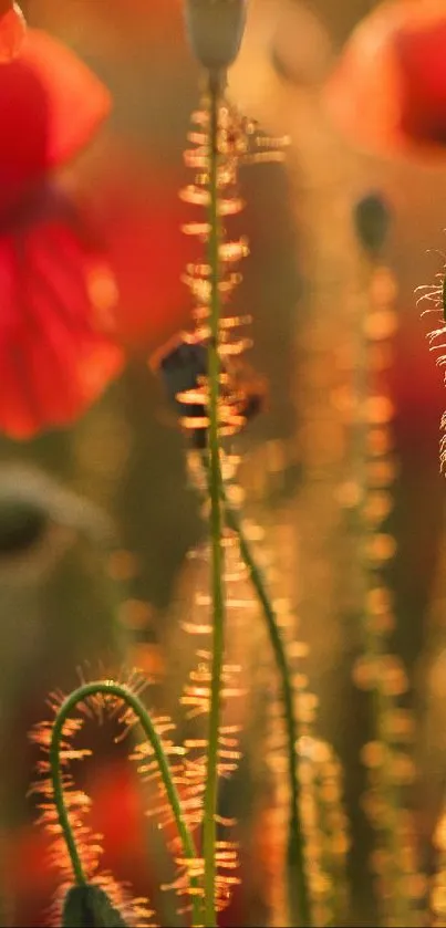 Mobile wallpaper of poppies in glowing golden sunlight.