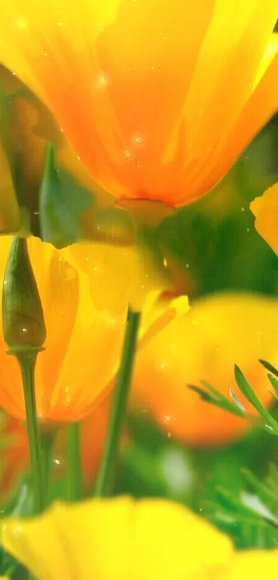 Vibrant yellow-orange poppies with lush green background mobile wallpaper.
