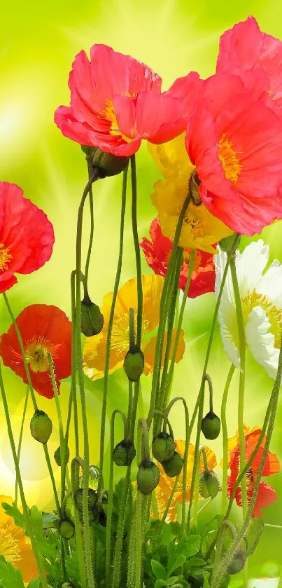 Bright poppies on a vibrant green background.