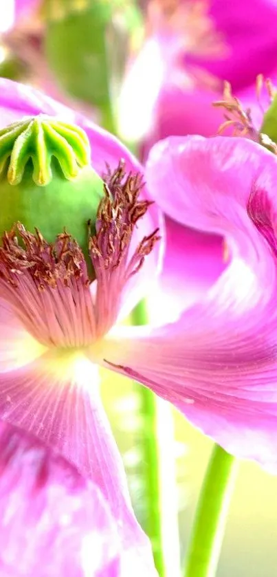 Vibrant pink poppy flower with green stem, perfect for nature-inspired wallpaper.