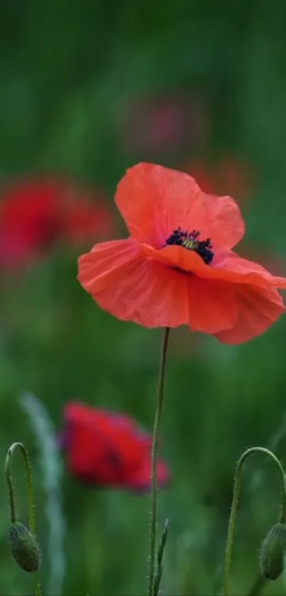 Vibrant red poppy flowers in a lush green field.