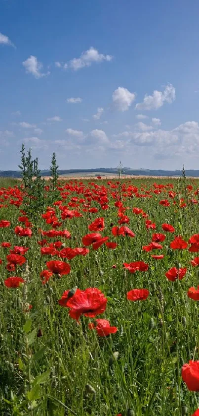 Vibrant red poppies in a scenic field under a clear blue sky.