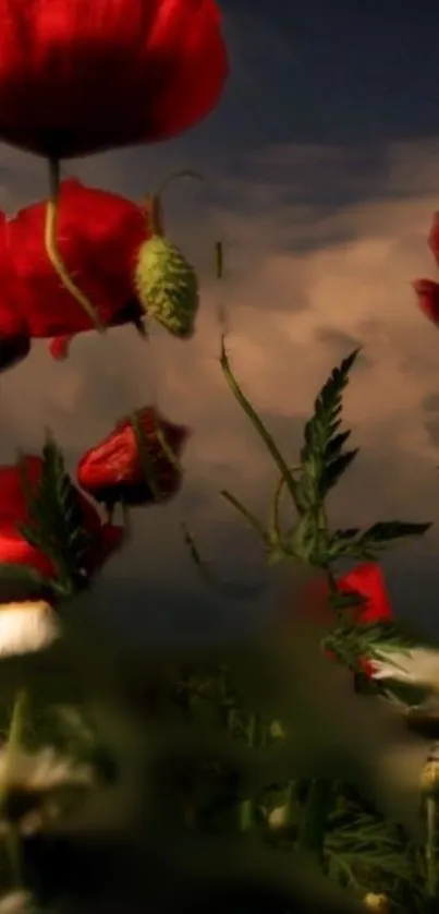 Red poppies under a cloudy evening sky in beautiful contrast.