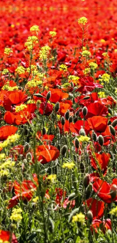 Red poppies and yellow flowers in a vibrant field wallpaper.