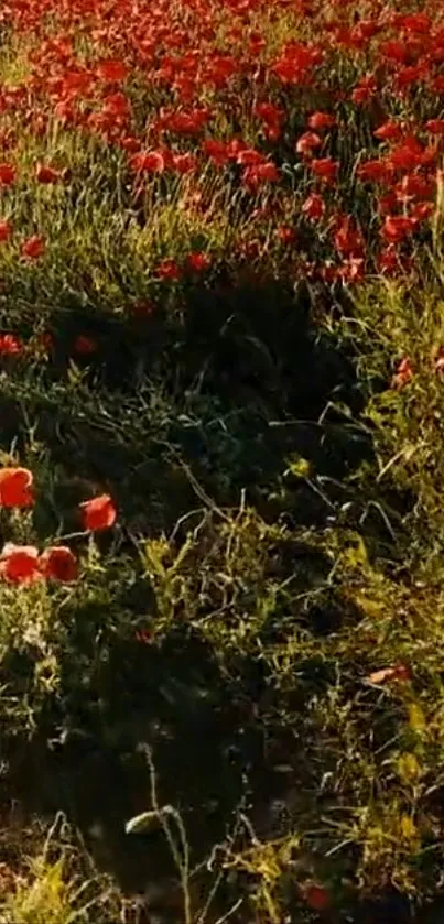 Mobile wallpaper of a poppy field with vibrant red flowers under golden sunlight.