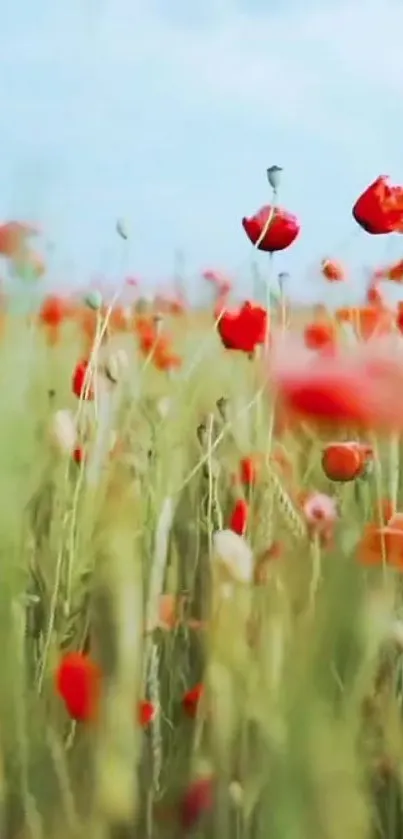 Vibrant poppy field under blue sky mobile wallpaper.