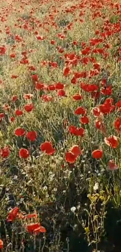 Vibrant poppy field with red flowers and green grass under sunlight.