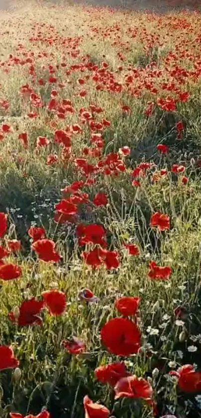 Vibrant poppy field with red flowers and green grass.